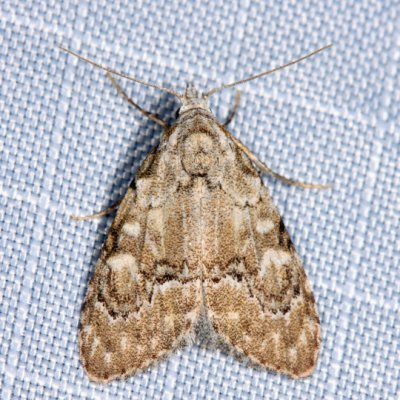 8983.2 - Ashy Meganola - Meganola spodia