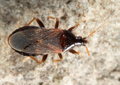 True Bugs - Lasiochilidae