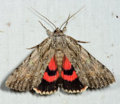 8851 - Scarlet Underwing - Catocala coccinata