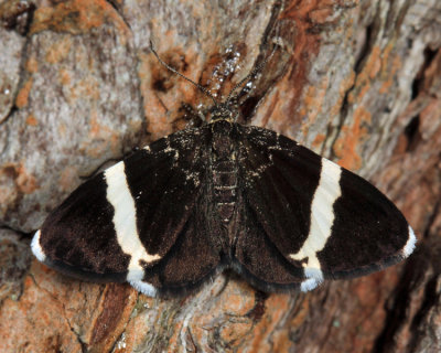 7430 - White-striped Black - Trichodezia albovittata