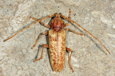 Red Oak Borer - Enaphalodes rufulus