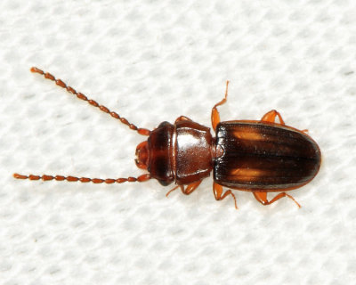 Laemophloeus fervidus