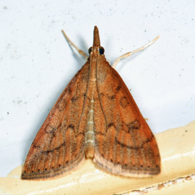  5079  Celery Leaftier Moth  Udea rubigalis