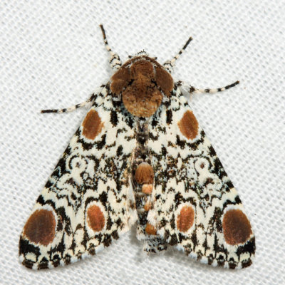 9286 - Harris's Three Spot - Harrisimemna trisignata