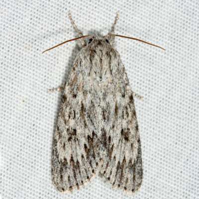 9272 - Smeared Dagger - Acronicta oblinita