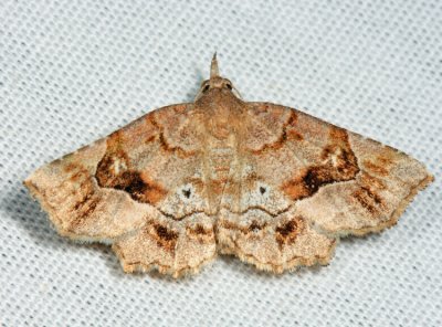 8490 - Decorated Owlet - Pangrapta decoralis