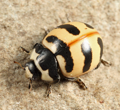 Three-banded Lady Beetle - Coccinella trifasciata