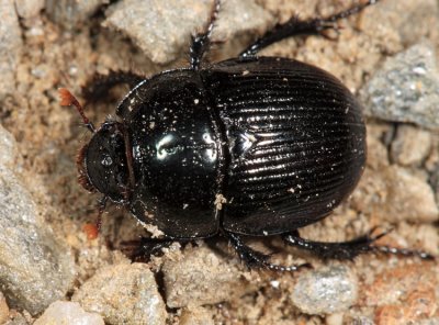 Geotrupes sp.