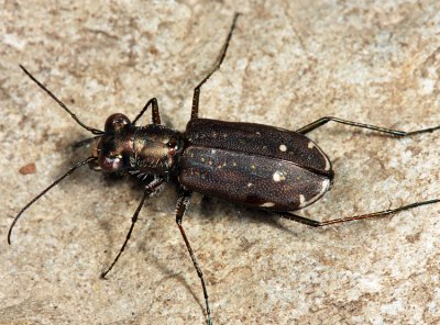 Punctured Tiger Beetle - Cicindela punctulata