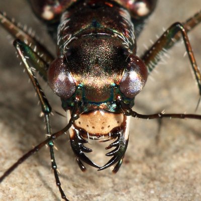 Punctured Tiger Beetle - Cicindela punctulata