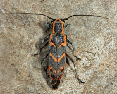 Elm Borer - Saperda tridentata