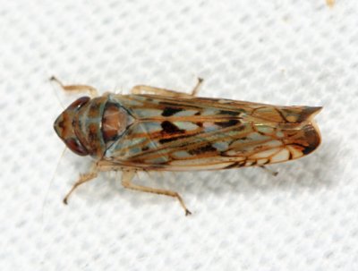 Scaphoideus carinatus