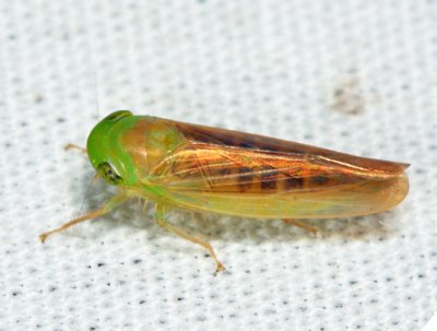 Chlorotettix tergatus