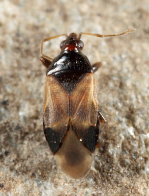 Calliodis temnostethoides