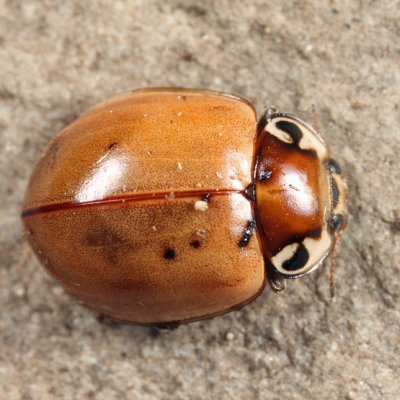 Streaked Lady Beetle - Myzia pullata