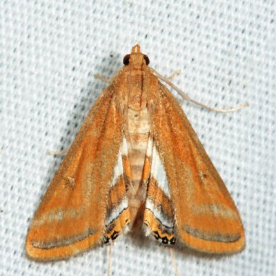 4763 - Floating-heart Waterlily Moth - Parapoynx seminealis
