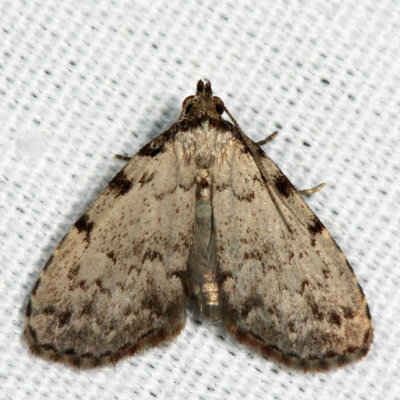  8427  Spot-edged Dyspyralis Moth  Dyspyralis puncticosta