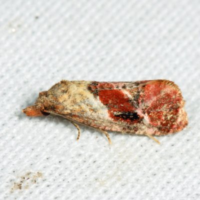  3847  Holland's Cochylid Moth  Thyraylia hollandana