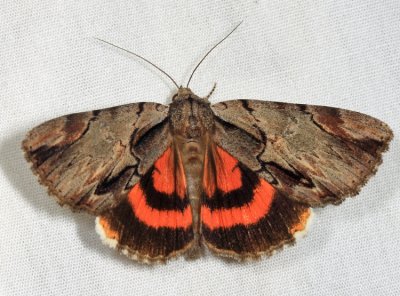 Noctuidae Catocalinae Moths  8770 - 8879