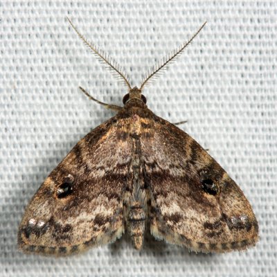 8412 - Gold-lined Melanomma - Melanomma auricinctaria