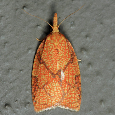  3720  Reticulated Fruitworm Moth  Cenopis reticulatana