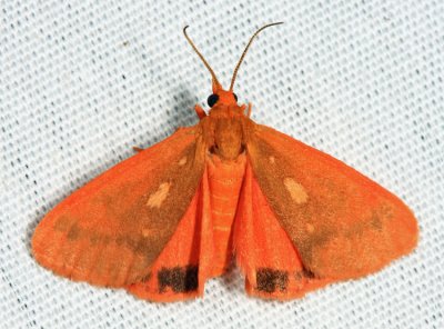 8121 - Orange Virbia - Virbia aurantiaca