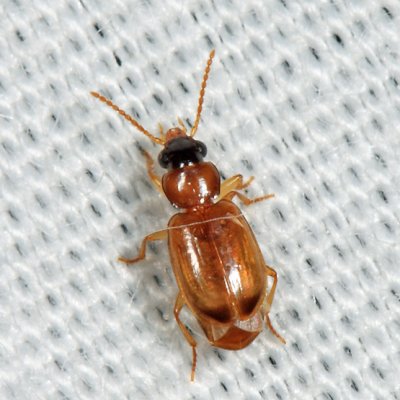 Ground Beetles - Tribe Perigonini