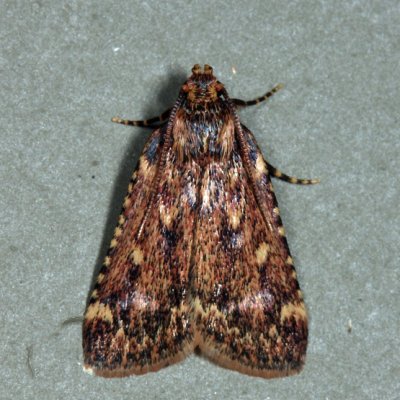 5518 - Grease Moth - Aglossa cuprina