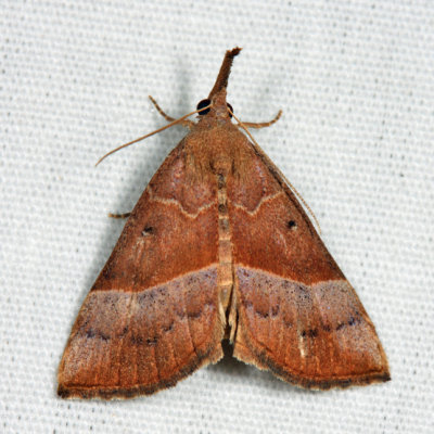 8455 - Red-footed Bomolocha - Hypena eductalis