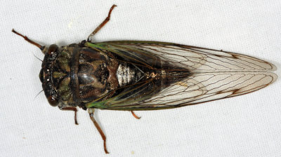 Common Lyric Cicada - Neotibicen lyricen lyricen