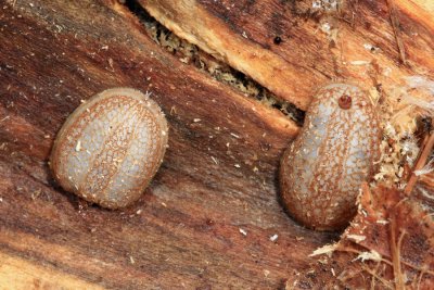 Microdon sp. (larvae)