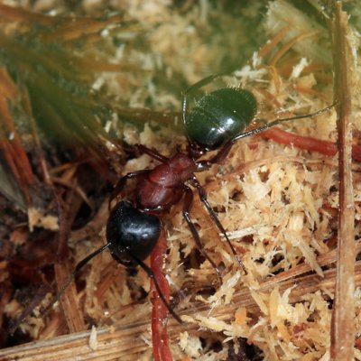 Camponotus noveboracensis 