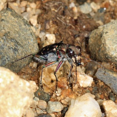 Twelve-spotted Tiger Beetle - Cicindela duodecimguttata