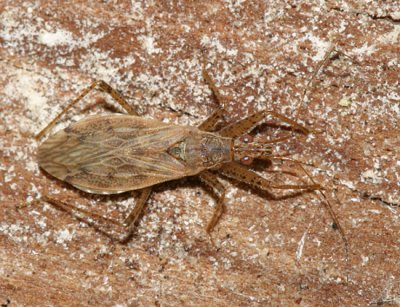 Nabis roseipennis