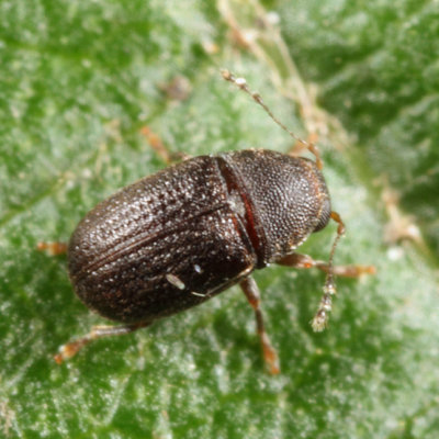 Choragus zimmermanni