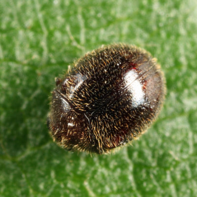 Caenocara bicolor