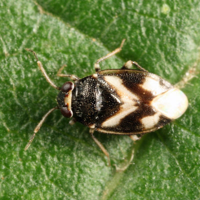 Jumping Tree Bug - Corticoris signatus
