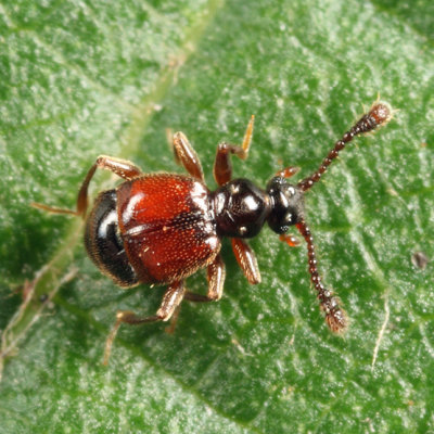 Rybaxis mystica