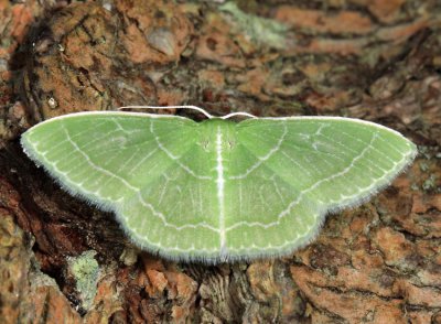 7058 - Wavy-lined Emerald - Synchlora aerata