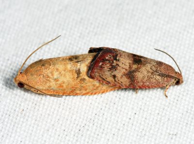 3494 - mating Filbertworm Moths - Cydia latiferreana