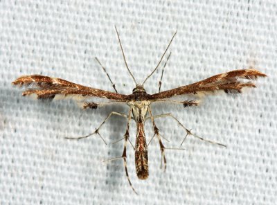  6092  Himmelman's Plume Moth  Geina tenuidactyla