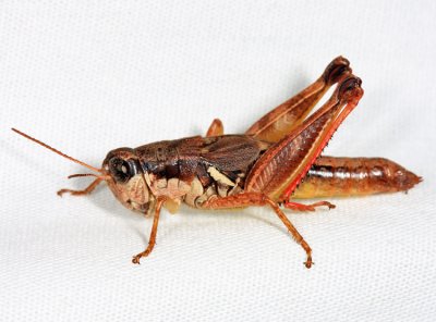 Smith's Short-wing Grasshopper - Melanoplus mancus