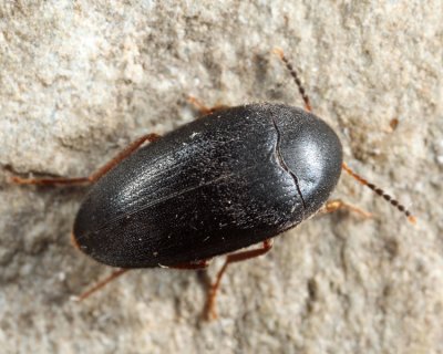 Eustrophopsis bicolor