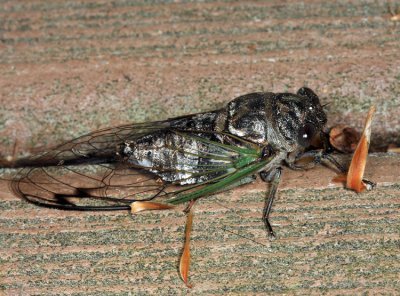 Northern Dog-day Cicada - Neotibicen canicularis