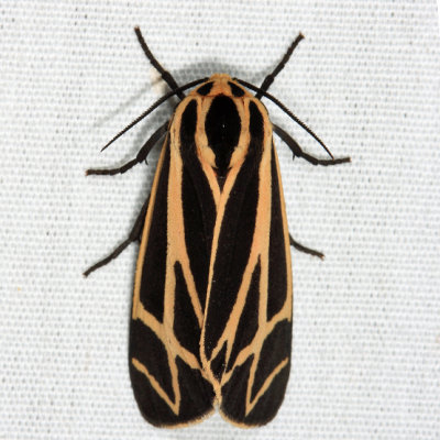 8169 - Harnessed Tiger Moth - Apantesis phalerata