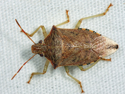 Spined Soldier Bug - Podisus maculiventris