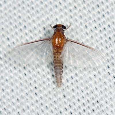 Small Squaregilled Mayflies - Caenidae - Caenis sp.