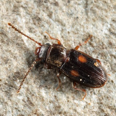 Lined Flat Bark Beetles - Laemophloeidae