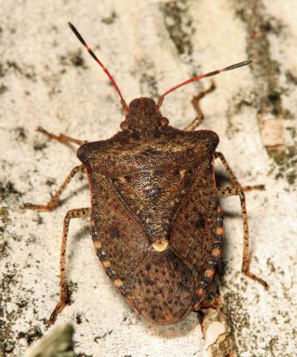 Dusky Stink Bug - Euschistus tristigmus