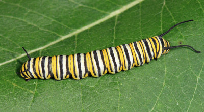 Monarch - Danaus plexippus